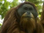 Orangut&aacute;n de Tapanuli descubierto al norte de la isla de Sumatra.