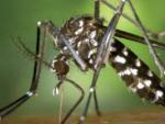 El mosquito tigre (Aedes albopictus) es una especie invasora procedente de Asia.