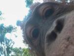 Uno de los selfies que se hizo el orangut&aacute;n.