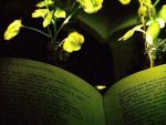 Pronto podr&iacute;amos usar una de las plantas que tenemos en casa para leer por la noche. Los ingenieros del Instituto Tecnol&oacute;gico de Massachusetts han utilizado nanopart&iacute;culas para hacer brillar en la oscuridad una planta normal.