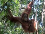 Un orangut&aacute;n en el parque nacional de Gunung Leuser, en la isla indonesia de Sumatra, donde las plantaciones de palma aceitera constituyen una amenaza para la biodiversidad.