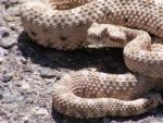 Imagen de una serpiente de cascabel en el Parque Nacional del Valle de la Muerte, en California.