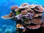 Corales en la Gran Barrera de Arrecifes, cerca de Cairns, Queensland, Australia.