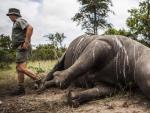 Un rinoceronte muerto a manos de furtivos en Sud&aacute;frica