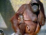 Un orangut&aacute;n de Borneo, en una imagen de archivo.