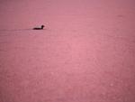 Un pato nada en un peque&ntilde;o lago artificial cubierto de agua de color rosa en el suburbio de Bruce, en Canberra (Australia).