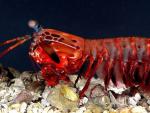 Fotograf&iacute;a de una hembra de gamba mantis.