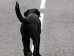 Un perro abandonado camina por una carretera, en una imagen de archivo.