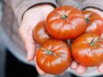 Un riego deficitario controlado de los tomates contribuye a mejorar su sabor y su valor funcional.
