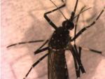 Ejemplar de mosquito Aedes vittatus, capturado en la provincia de Sevilla.