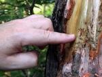 Un tronco de un &aacute;rbol afectado por escarabajos.