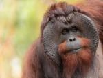 Ejemplar de orangut&aacute;n de Borneo macho.