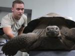 Una tortuga gigante de Gal&aacute;pagos, de nombre Isabela, es pesada en el zoo de Rostock (Alemania). El ejemplar ha dado un peso de 242,6 kilogramos, cifra superior a los 221,6 kilogramos de hace dos a&ntilde;os.