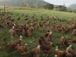 Granja de gallinas que producen sus huevos en libertad