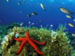 Una estrella roja hallada durante una reciente expedici&oacute;n de la ONG Oceana a las islas Eolias, junto a Sicilia (sur de Italia).
