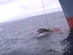 Captura del v&iacute;deo grabado por las autoridades australianas y difundido por la ONG Sea Shepherd, que muestra una caza de ballenas realizada por barcos japoneses en 2008.