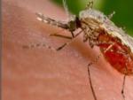 Mosquito Anopheles, causante de la malaria.c