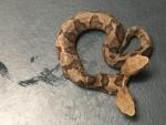 La serpiente cabeza de cobre de dos cabezas encontrada en Virginia (EE UU).