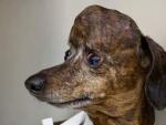 Patches, un perro con un tumor cerebral al que le han reconstruido el cr&aacute;neo con una impresora 3D.