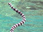 Una serpiente marina, en una imagen de archivo.