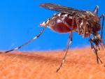 Un ejemplar de mosquito 'Aedes aegypti', que puede ser portador del virus del dengue y de la fiebre amarilla, as&iacute; como de otras enfermedades, como la fiebre de Zika y el Virus Mayaro.