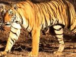 Imagen de un ejemplar de tigre de bengala.