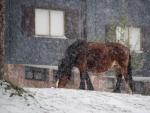 Un caballo pasta bajo la nieve ca&iacute;da en la localidad c&aacute;ntabra de Bra&ntilde;avieja