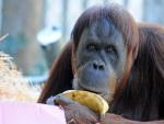 El orangut&aacute;n Maimunah celebra su 31 cumplea&ntilde;os comiendo un pl&aacute;tano en su recinto en el Zoo de Melbourne (Australia).