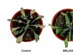 Plantas de Arabidopsis thaliana sometidas a condiciones de sequ&iacute;a.