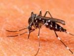 Un mosquito con virus del dengue.