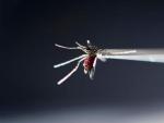 Un mosquito Aedes aegypti, especie que puede transmitir el virus del zika a trav&eacute;s de su picadura