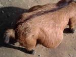 Un hombre, de 22 a&ntilde;os, viol&oacute; a una cabra embarazada en Zambia.