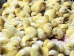 Pollos reci&eacute;n nacidos en una granja en Se&uacute;l (Corea del Sur). El pa&iacute;s sufre un brote de gripe aviar desde mediados del mes de noviembre de 2016 que ha forzado el sacrificio de 30 millones de aves.
