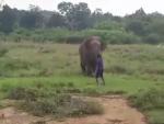 El elefante corre hacia el hombre mientras este trata de detenerlo mediante gestos.