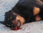 Shaitan, un rottweiler muerto a tiros por la Polic&iacute;a Local de Calafell.