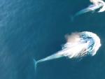 Ballenas azules confían en su memoria para encontrar comida