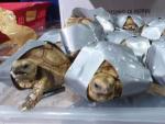 Tortugas encontradas en el aeropuerto de Manila (Filipinas).