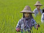 Campesinas birmanas trabajan para mantener un cultivo de arroz, en un campo a las afueras de Naipyid&oacute; (Birmania).