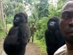 Uno de los guardias del Parque Nacional de Virunga, en el Congo, con dos gorilas.
