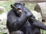 Un chimpanc&eacute; en el Zoo de Barcelona.