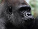 Gorila macho en cautividad.