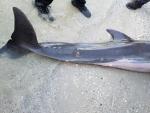 El cadáver del delfín encontrado muerto en Fort Myers, Florida.