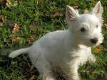 Un cachorro de West Highland Terrier, la raza de 'Cachas'.