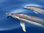 Delfines en aguas gibraltare&ntilde;as.