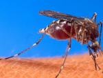 El mosquito Aedes aegypti, transmisor del virus de Chikungunya.
