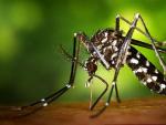 Mosquito tigre ejemplar ecologistas advierten da&ntilde;o