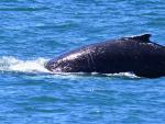 Una imagen de archivo de una ballena en el Mediterr&aacute;neo.