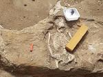 Restos humanos que han salido a la luz en las excavaciones de Palencia.