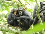 Un grupo de chimpanc&eacute;s en Uganda.