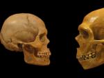 Cr&aacute;neo de Homo Sapiens (izquierda), frente a otro de neandertal.